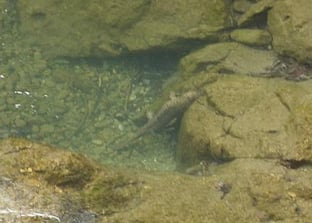 橋の下の自然巣穴と命名"黒主"