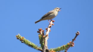 Baumpieper, Foto: Andrea Arends