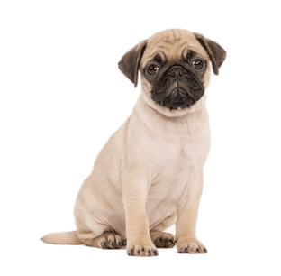 Image animaux detourée transparent sur fond blanc fiche chien carlin png