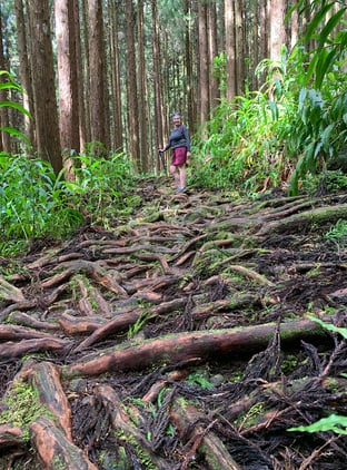 Wurzelpfad nahe Hell Bourg.