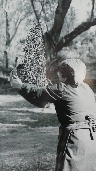 Extra virgin olive oil