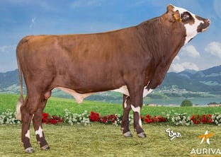 JAGER : Leader de la race en ISU et mamelle