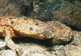 獲物を捕まえた瞬間