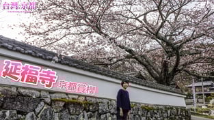 【京都賞櫻】2019 京都龜岡 延福寺｜京都自由行指南