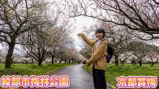 【京都賞梅】初春賞梅去～綾部市梅林公園・梅祭