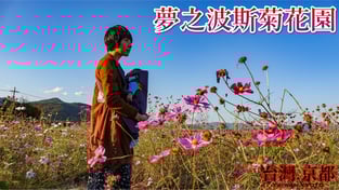 【京都景點】京都 龜岡 ‧ 夢之波斯菊花園、關西大規模波斯菊花海〈秋桜〉