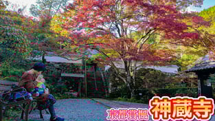 【京都賞楓】關西賞楓好去處2018~京都紅葉私房景點 ‧ 四百年樹齡大楓樹的神藏寺