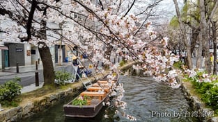 祇園高瀨川賞櫻