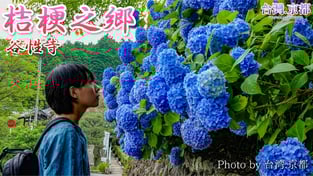 【京都自由行】京都龜岡・桔梗之鄉 桔梗園 谷性寺 明智光秀