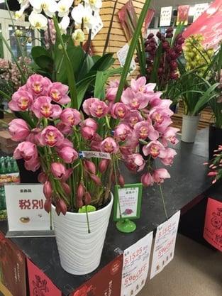 今が旬のシンビジューム