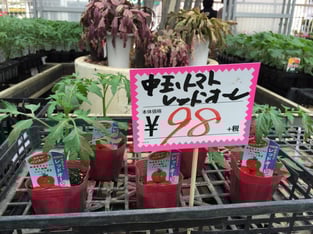 甘みと酸味、旨味を兼ね備えた中玉「レッドーレ」