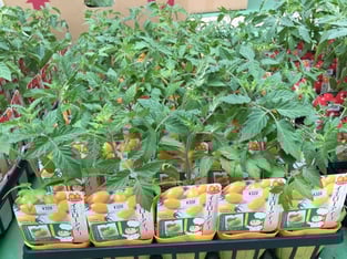 カラフルでフルーティーな味の「イエローアイコ」