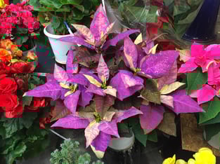 ジェスターホワイト