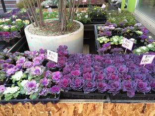 紫と白の色鮮やかな葉牡丹