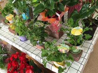 ペラルゴニウム