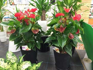 アンスリュウム