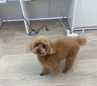 可愛いトイプードル