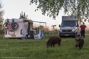 Besuch von wilden Wildschweinen auf dem Campingplatz