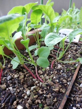 ダイちん（二十日大根）