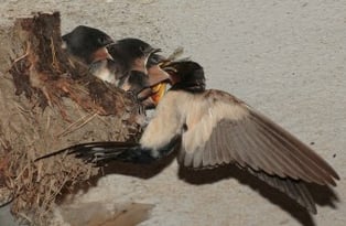 Rauchschwalben: Andreas Hartl