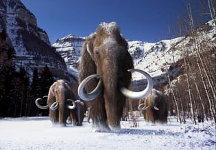 fiche animaux disparus mammouth laineux mammoth woolly