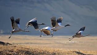 Bhutan-Reise mit Besuch des Schwarzhalskranich-Festivals in Phobjikha