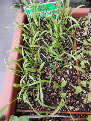 ダーサラ（サラダほうれん草）