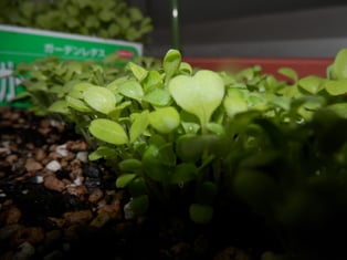 ベイビー（ベビーリーフ）