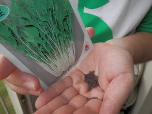 みずなの種は小さくて黒っぽいでっす