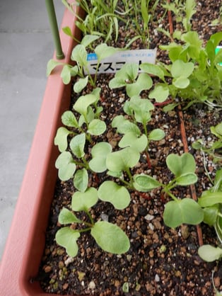 ダイちん（二十日大根）