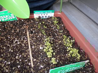 ３日目のおみずの様子