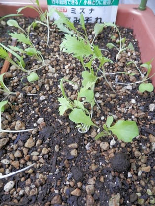 みっず（水菜）