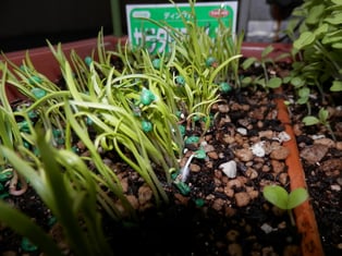 ダーサラ（サラダほうれん草）