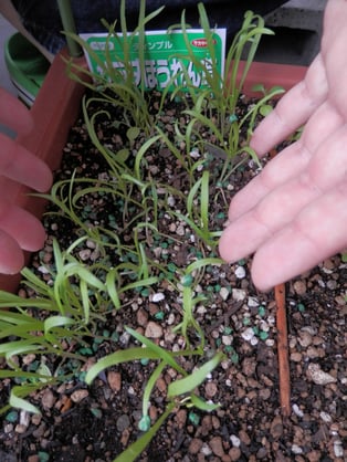 ダーサラ（サラダほうれん草）