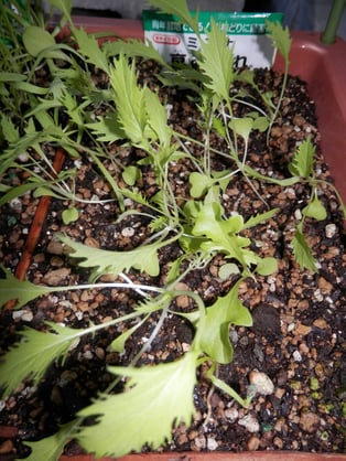 みっず（水菜）