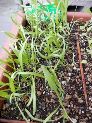 ダーサラ（サラダほうれん草）