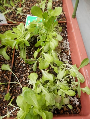 ベイビー（ベビーリーフ）