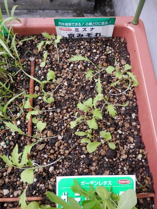 みっず（水菜）