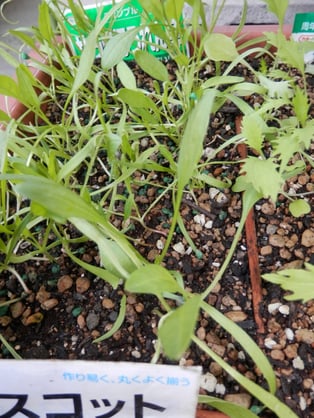 ダーサラ（サラダほうれん草）