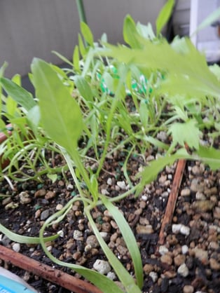 みっず（水菜）