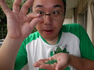 サラダほうれん草の種は緑色でコロコロしちょる