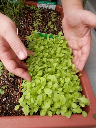 ベイビー（ベビーリーフ）