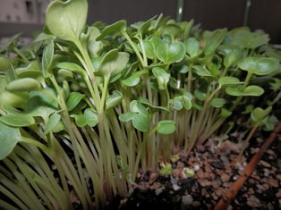 ダイちゃん（二十日大根）