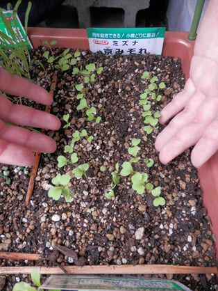 みっず（水菜）