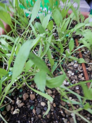 ダーサラ（サラダほうれん草）