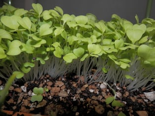 おみず（水菜）