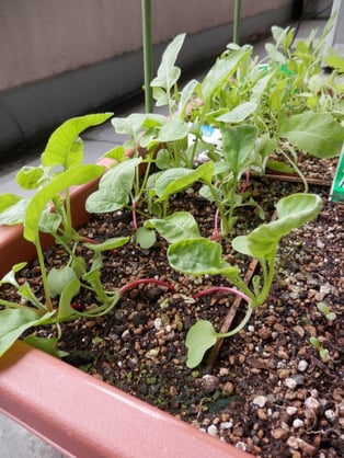 ダイちん（二十日大根）