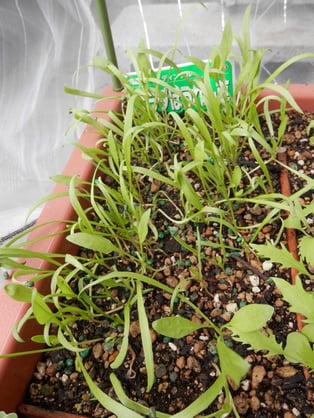 ダーサラ（サラダほうれん草）