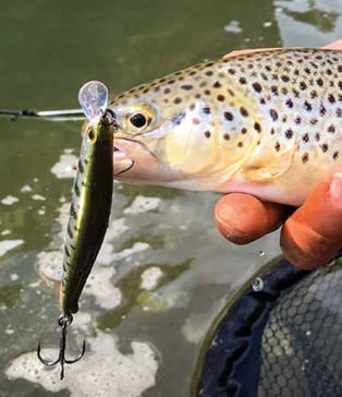 Bachforelle beim Spinnfischen gefangen mit Teimco Wobbler