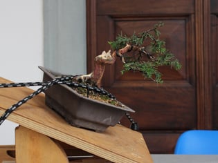 Alberto Obino - Scuola d'Arte Bonsai - Menzione di merito